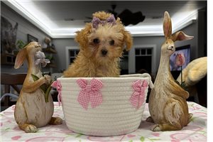 Chloe - Poodle, Toy for sale