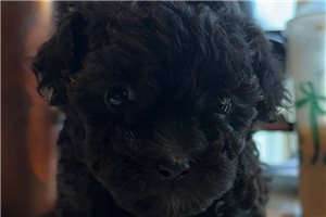 Charlie - puppy for sale