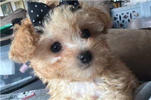 Chloe - Toy Poodle for sale