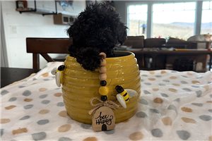 Colton - puppy for sale