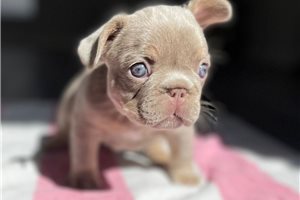 Jezzy - French Bulldog for sale