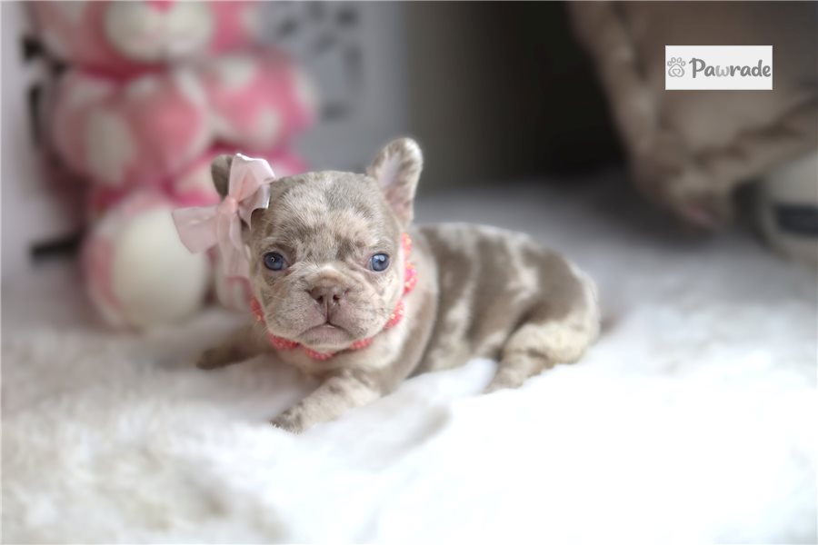 Donna - French Bulldog for sale
