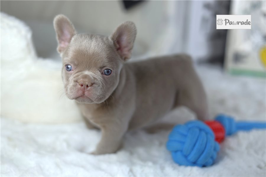 Drake - French Bulldog for sale