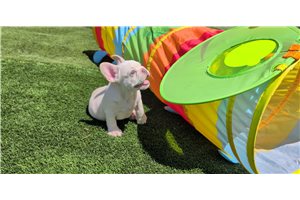 Kristopher - French Bulldog for sale