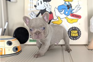 Martin - French Bulldog for sale