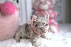 Donna - puppy for sale