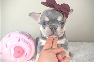 Michelle - French Bulldog for sale