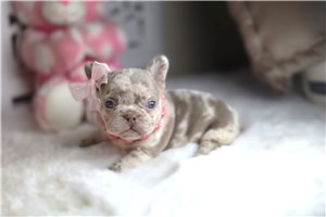 Donna - French Bulldog for sale