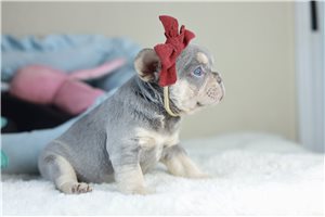 Michelle - French Bulldog for sale