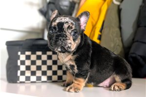 Kaiden - puppy for sale
