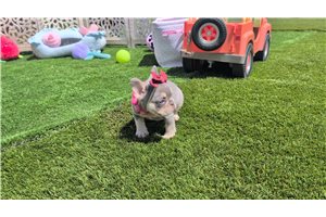 Michelle - French Bulldog for sale