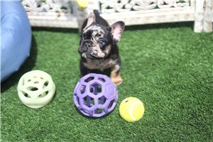 Kaiden - French Bulldog for sale