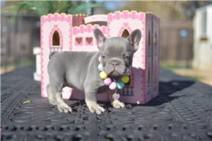 Brylee - French Bulldog for sale