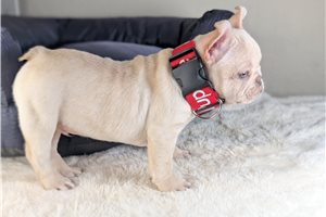 Kaleb - French Bulldog for sale