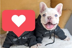 Kristopher - French Bulldog for sale