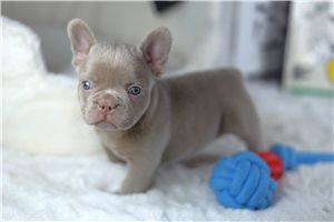 Drake - French Bulldog for sale
