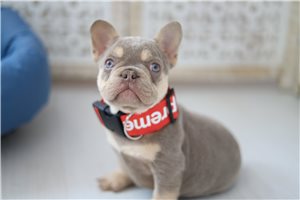 Sawyer - French Bulldog for sale