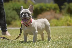 Neo - French Bulldog for sale