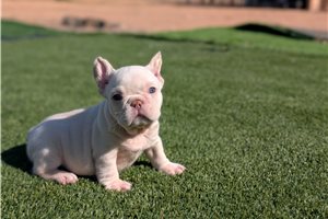 Kristopher - French Bulldog for sale