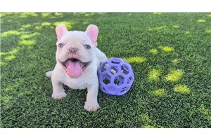 Kaleb - French Bulldog for sale