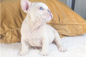 Kristopher - French Bulldog for sale