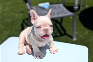 Kristopher - French Bulldog for sale
