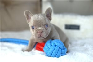 Drake - French Bulldog for sale