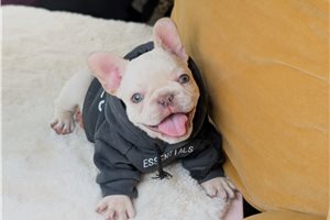Kaleb - French Bulldog for sale