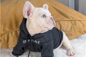 Kristopher - French Bulldog for sale