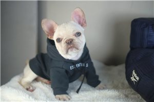 Kaleb - French Bulldog for sale
