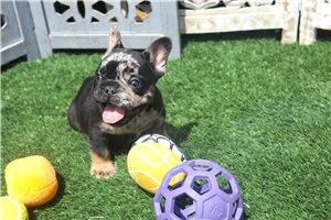 Kaiden - French Bulldog for sale