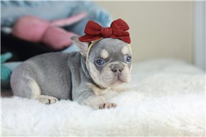 Michelle - French Bulldog for sale