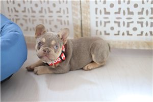 Sawyer - French Bulldog for sale