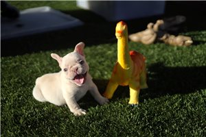 Kaleb - French Bulldog for sale