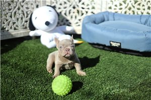 Martin - French Bulldog for sale