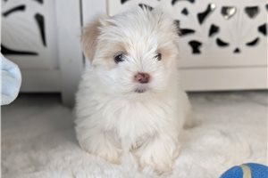Bobby - puppy for sale