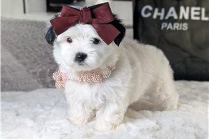 Brenna - puppy for sale