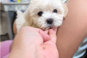Cole - Malti Poo - Maltipoo for sale