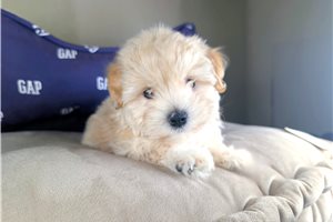 Calvin - puppy for sale