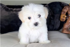 Cole - Maltipoo for sale