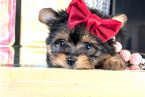 Amber - Mixed/Other for sale
