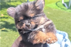 Amina - Mixed/Other for sale
