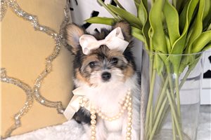 Amelia - Mixed/Other for sale