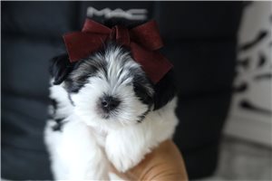 Buttercup - puppy for sale