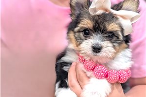 Amelia - Mixed/Other for sale