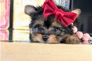 Amber - Mixed/Other for sale