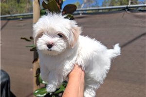 Bobby - Mixed/Other for sale