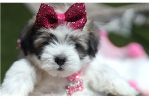 Blaire - Mixed/Other for sale
