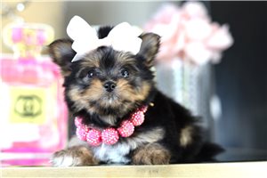 Amber - Mixed/Other for sale