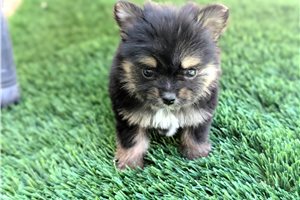 Amina - puppy for sale